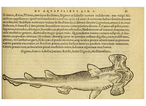 Reproducción/Reproduction 6418678979: Petri Bellonii Cenomani De aquatilibus, libri duo cum [epsilon, iota] conibus ad viuam ipsorum effigiem, quoad eius fieri potuit, expressis ... Parisiis,Apud C. Stephanum,1553