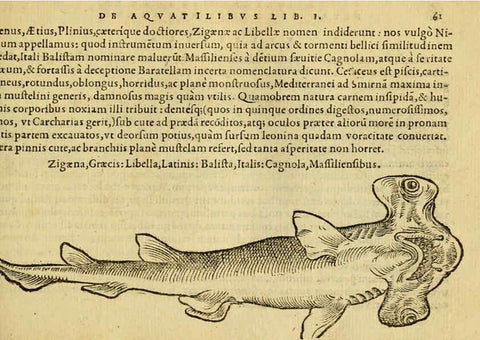 Reproducción/Reproduction 6418678979: Petri Bellonii Cenomani De aquatilibus, libri duo cum [epsilon, iota] conibus ad viuam ipsorum effigiem, quoad eius fieri potuit, expressis ... Parisiis,Apud C. Stephanum,1553