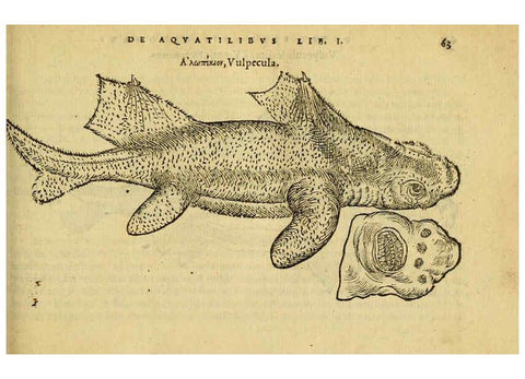 Reproducción/Reproduction 6418679305: Petri Bellonii Cenomani De aquatilibus, libri duo cum [epsilon, iota] conibus ad viuam ipsorum effigiem, quoad eius fieri potuit, expressis ... Parisiis,Apud C. Stephanum,1553