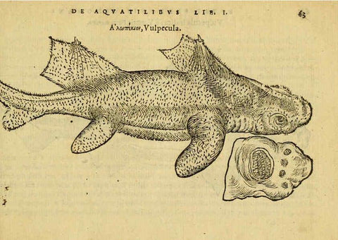 Reproducción/Reproduction 6418679305: Petri Bellonii Cenomani De aquatilibus, libri duo cum [epsilon, iota] conibus ad viuam ipsorum effigiem, quoad eius fieri potuit, expressis ... Parisiis,Apud C. Stephanum,1553