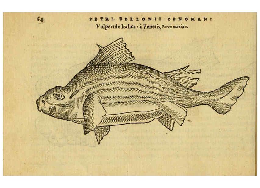 Reproducción/Reproduction 6418679635: Petri Bellonii Cenomani De aquatilibus, libri duo cum [epsilon, iota] conibus ad viuam ipsorum effigiem, quoad eius fieri potuit, expressis ... Parisiis,Apud C. Stephanum,1553