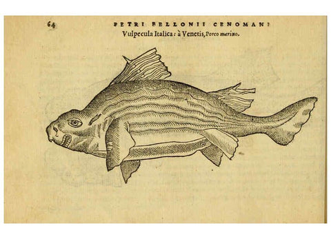 Reproducción/Reproduction 6418679635: Petri Bellonii Cenomani De aquatilibus, libri duo cum [epsilon, iota] conibus ad viuam ipsorum effigiem, quoad eius fieri potuit, expressis ... Parisiis,Apud C. Stephanum,1553