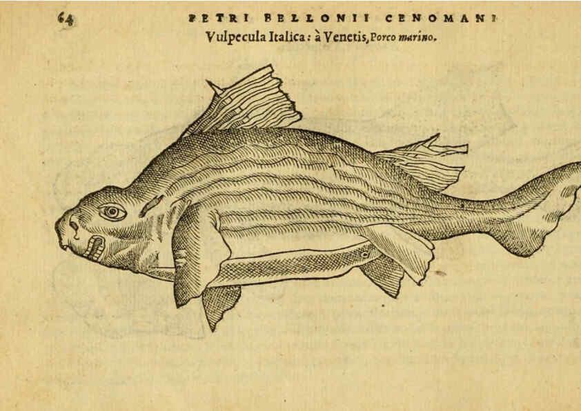 Reproducción/Reproduction 6418679635: Petri Bellonii Cenomani De aquatilibus, libri duo cum [epsilon, iota] conibus ad viuam ipsorum effigiem, quoad eius fieri potuit, expressis ... Parisiis,Apud C. Stephanum,1553