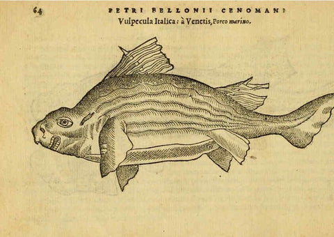 Reproducción/Reproduction 6418679635: Petri Bellonii Cenomani De aquatilibus, libri duo cum [epsilon, iota] conibus ad viuam ipsorum effigiem, quoad eius fieri potuit, expressis ... Parisiis,Apud C. Stephanum,1553