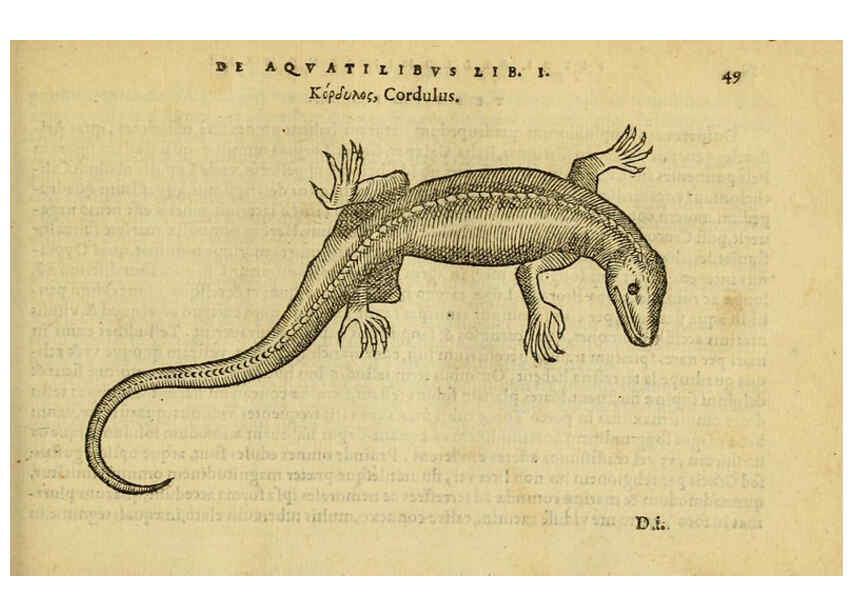 Reproducción/Reproduction 6418677387: Petri Bellonii Cenomani De aquatilibus, libri duo cum [epsilon, iota] conibus ad viuam ipsorum effigiem, quoad eius fieri potuit, expressis ... Parisiis,Apud C. Stephanum,1553