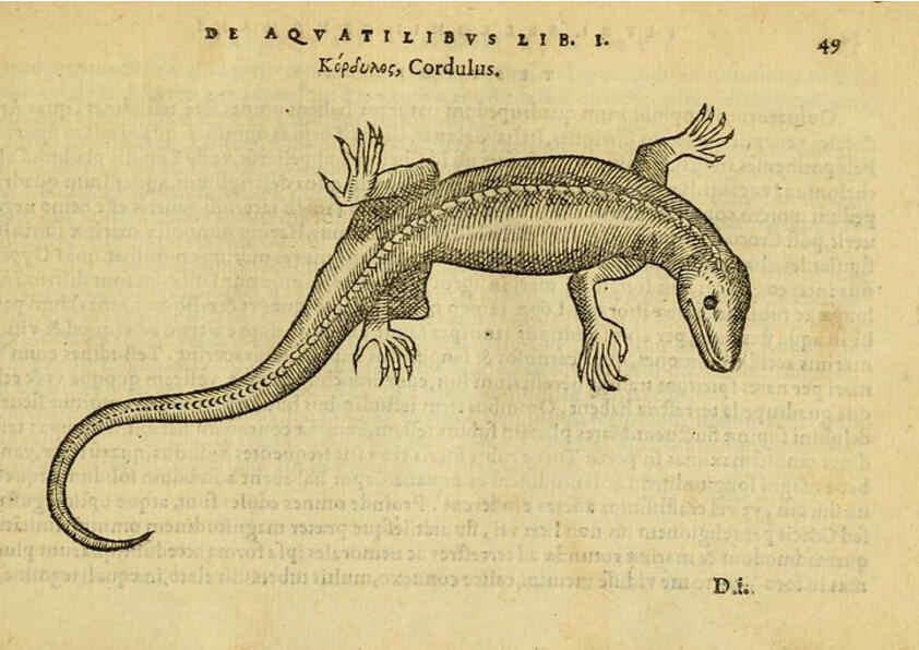 Reproducción/Reproduction 6418677387: Petri Bellonii Cenomani De aquatilibus, libri duo cum [epsilon, iota] conibus ad viuam ipsorum effigiem, quoad eius fieri potuit, expressis ... Parisiis,Apud C. Stephanum,1553