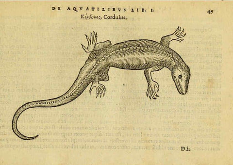 Reproducción/Reproduction 6418677387: Petri Bellonii Cenomani De aquatilibus, libri duo cum [epsilon, iota] conibus ad viuam ipsorum effigiem, quoad eius fieri potuit, expressis ... Parisiis,Apud C. Stephanum,1553