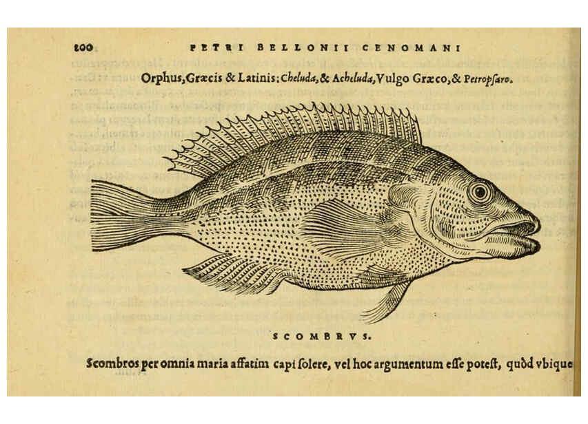 Reproducción/Reproduction 6418703887: Petri Bellonii Cenomani De aquatilibus, libri duo cum [epsilon, iota] conibus ad viuam ipsorum effigiem, quoad eius fieri potuit, expressis ... Parisiis,Apud C. Stephanum,1553