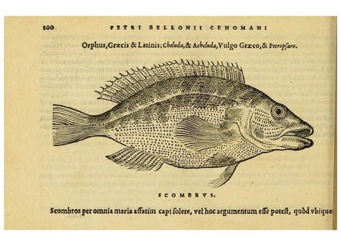Reproducción/Reproduction 6418703887: Petri Bellonii Cenomani De aquatilibus, libri duo cum [epsilon, iota] conibus ad viuam ipsorum effigiem, quoad eius fieri potuit, expressis ... Parisiis,Apud C. Stephanum,1553