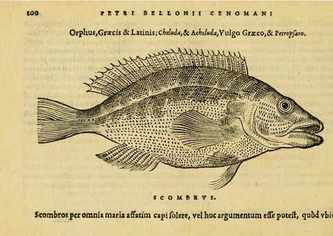 Reproducción/Reproduction 6418703887: Petri Bellonii Cenomani De aquatilibus, libri duo cum [epsilon, iota] conibus ad viuam ipsorum effigiem, quoad eius fieri potuit, expressis ... Parisiis,Apud C. Stephanum,1553