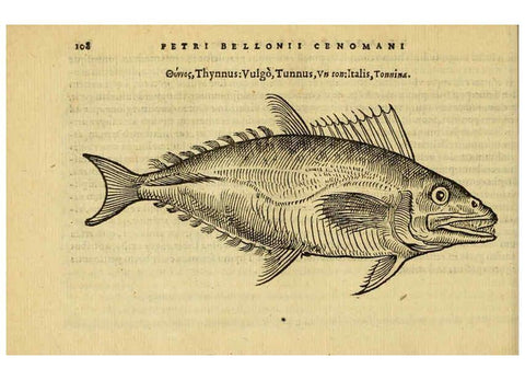 Reproducción/Reproduction 6418688455: Petri Bellonii Cenomani De aquatilibus, libri duo cum [epsilon, iota] conibus ad viuam ipsorum effigiem, quoad eius fieri potuit, expressis ... Parisiis,Apud C. Stephanum,1553