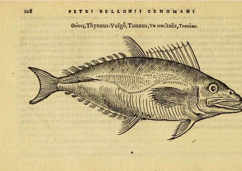 Reproducción/Reproduction 6418688455: Petri Bellonii Cenomani De aquatilibus, libri duo cum [epsilon, iota] conibus ad viuam ipsorum effigiem, quoad eius fieri potuit, expressis ... Parisiis,Apud C. Stephanum,1553