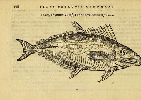 Reproducción/Reproduction 6418688455: Petri Bellonii Cenomani De aquatilibus, libri duo cum [epsilon, iota] conibus ad viuam ipsorum effigiem, quoad eius fieri potuit, expressis ... Parisiis,Apud C. Stephanum,1553
