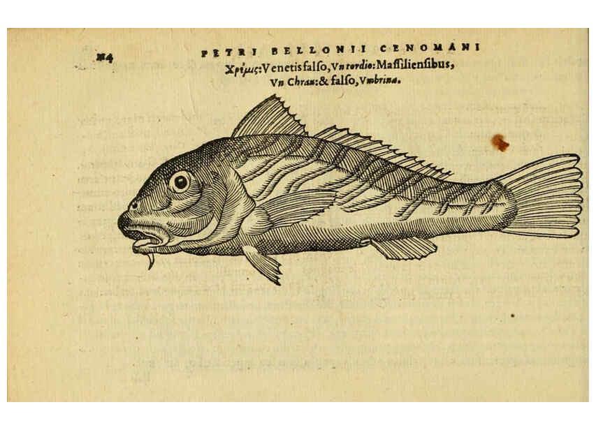 Reproducción/Reproduction 6418689349: Petri Bellonii Cenomani De aquatilibus, libri duo cum [epsilon, iota] conibus ad viuam ipsorum effigiem, quoad eius fieri potuit, expressis ... Parisiis,Apud C. Stephanum,1553