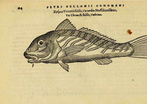 Reproducción/Reproduction 6418689349: Petri Bellonii Cenomani De aquatilibus, libri duo cum [epsilon, iota] conibus ad viuam ipsorum effigiem, quoad eius fieri potuit, expressis ... Parisiis,Apud C. Stephanum,1553