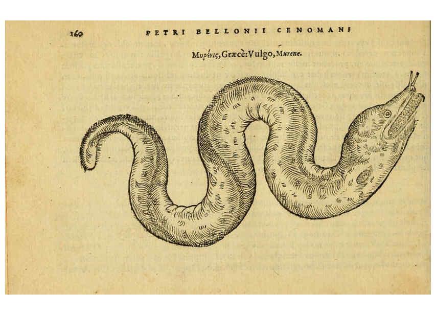 Reproducción/Reproduction 6418697495: Petri Bellonii Cenomani De aquatilibus, libri duo cum [epsilon, iota] conibus ad viuam ipsorum effigiem, quoad eius fieri potuit, expressis ... Parisiis,Apud C. Stephanum,1553