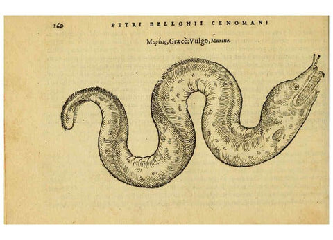 Reproducción/Reproduction 6418697495: Petri Bellonii Cenomani De aquatilibus, libri duo cum [epsilon, iota] conibus ad viuam ipsorum effigiem, quoad eius fieri potuit, expressis ... Parisiis,Apud C. Stephanum,1553