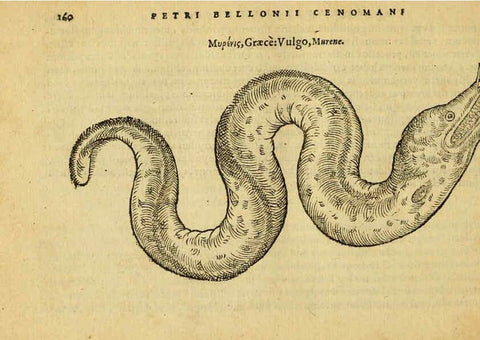 Reproducción/Reproduction 6418697495: Petri Bellonii Cenomani De aquatilibus, libri duo cum [epsilon, iota] conibus ad viuam ipsorum effigiem, quoad eius fieri potuit, expressis ... Parisiis,Apud C. Stephanum,1553
