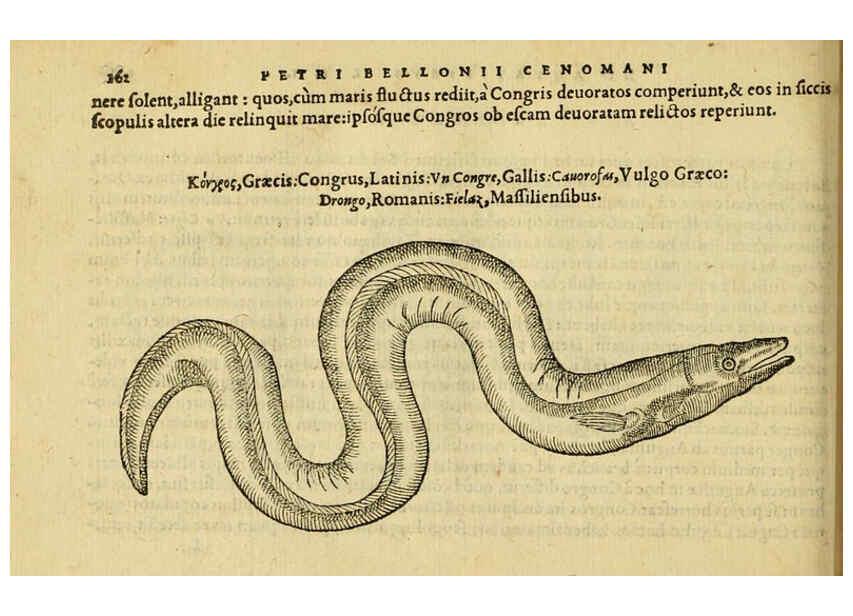 Reproducción/Reproduction 6418697815: Petri Bellonii Cenomani De aquatilibus, libri duo cum [epsilon, iota] conibus ad viuam ipsorum effigiem, quoad eius fieri potuit, expressis ... Parisiis,Apud C. Stephanum,1553
