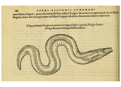 Reproducción/Reproduction 6418697815: Petri Bellonii Cenomani De aquatilibus, libri duo cum [epsilon, iota] conibus ad viuam ipsorum effigiem, quoad eius fieri potuit, expressis ... Parisiis,Apud C. Stephanum,1553