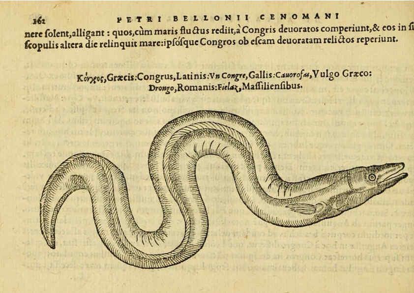 Reproducción/Reproduction 6418697815: Petri Bellonii Cenomani De aquatilibus, libri duo cum [epsilon, iota] conibus ad viuam ipsorum effigiem, quoad eius fieri potuit, expressis ... Parisiis,Apud C. Stephanum,1553