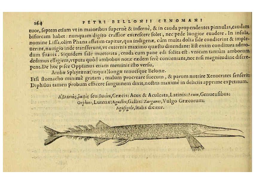 Reproducción/Reproduction 6418698121: Petri Bellonii Cenomani De aquatilibus, libri duo cum [epsilon, iota] conibus ad viuam ipsorum effigiem, quoad eius fieri potuit, expressis ... Parisiis,Apud C. Stephanum,1553