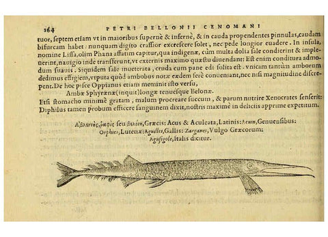 Reproducción/Reproduction 6418698121: Petri Bellonii Cenomani De aquatilibus, libri duo cum [epsilon, iota] conibus ad viuam ipsorum effigiem, quoad eius fieri potuit, expressis ... Parisiis,Apud C. Stephanum,1553