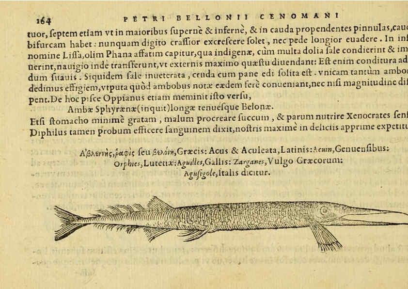 Reproducción/Reproduction 6418698121: Petri Bellonii Cenomani De aquatilibus, libri duo cum [epsilon, iota] conibus ad viuam ipsorum effigiem, quoad eius fieri potuit, expressis ... Parisiis,Apud C. Stephanum,1553