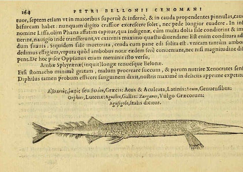 Reproducción/Reproduction 6418698121: Petri Bellonii Cenomani De aquatilibus, libri duo cum [epsilon, iota] conibus ad viuam ipsorum effigiem, quoad eius fieri potuit, expressis ... Parisiis,Apud C. Stephanum,1553