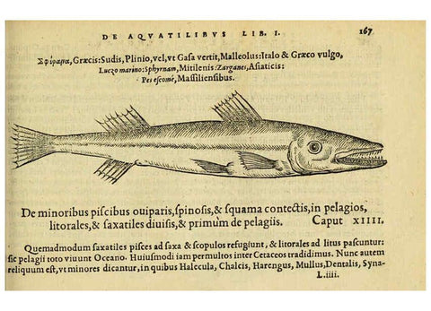 Reproducción/Reproduction 6418698615: Petri Bellonii Cenomani De aquatilibus, libri duo cum [epsilon, iota] conibus ad viuam ipsorum effigiem, quoad eius fieri potuit, expressis ... Parisiis,Apud C. Stephanum,1553