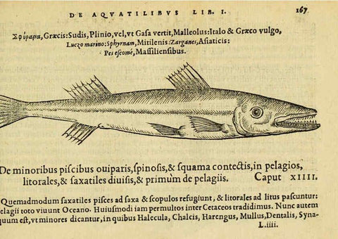 Reproducción/Reproduction 6418698615: Petri Bellonii Cenomani De aquatilibus, libri duo cum [epsilon, iota] conibus ad viuam ipsorum effigiem, quoad eius fieri potuit, expressis ... Parisiis,Apud C. Stephanum,1553