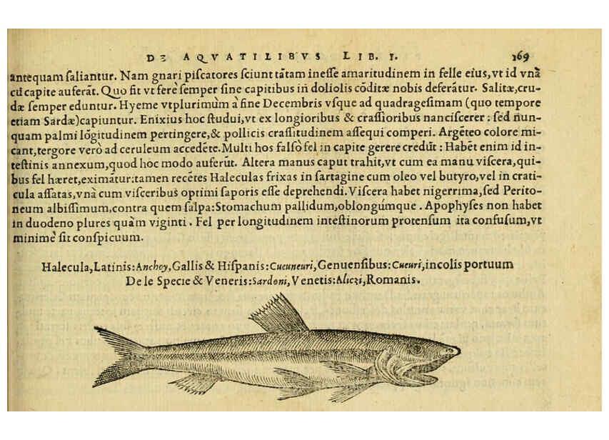 Reproducción/Reproduction 6418698951: Petri Bellonii Cenomani De aquatilibus, libri duo cum [epsilon, iota] conibus ad viuam ipsorum effigiem, quoad eius fieri potuit, expressis ... Parisiis,Apud C. Stephanum,1553