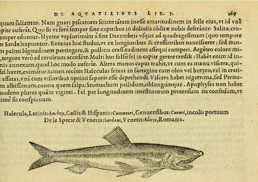 Reproducción/Reproduction 6418698951: Petri Bellonii Cenomani De aquatilibus, libri duo cum [epsilon, iota] conibus ad viuam ipsorum effigiem, quoad eius fieri potuit, expressis ... Parisiis,Apud C. Stephanum,1553