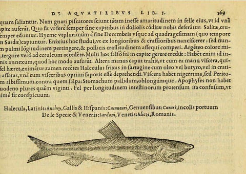 Reproducción/Reproduction 6418698951: Petri Bellonii Cenomani De aquatilibus, libri duo cum [epsilon, iota] conibus ad viuam ipsorum effigiem, quoad eius fieri potuit, expressis ... Parisiis,Apud C. Stephanum,1553
