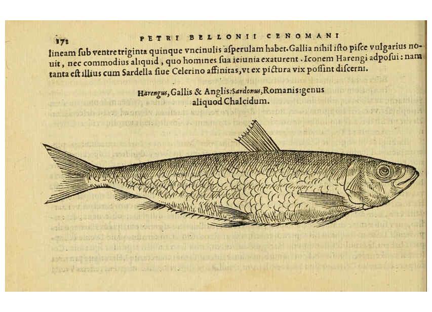 Reproducción/Reproduction 6418699295: Petri Bellonii Cenomani De aquatilibus, libri duo cum [epsilon, iota] conibus ad viuam ipsorum effigiem, quoad eius fieri potuit, expressis ... Parisiis,Apud C. Stephanum,1553