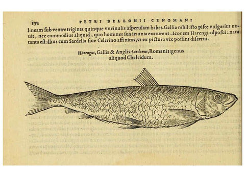 Reproducción/Reproduction 6418699295: Petri Bellonii Cenomani De aquatilibus, libri duo cum [epsilon, iota] conibus ad viuam ipsorum effigiem, quoad eius fieri potuit, expressis ... Parisiis,Apud C. Stephanum,1553