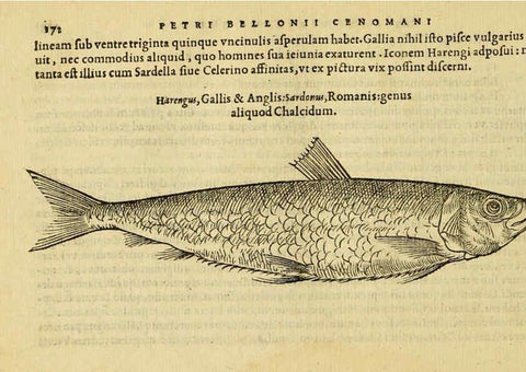 Reproducción/Reproduction 6418699295: Petri Bellonii Cenomani De aquatilibus, libri duo cum [epsilon, iota] conibus ad viuam ipsorum effigiem, quoad eius fieri potuit, expressis ... Parisiis,Apud C. Stephanum,1553