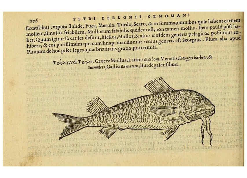 Reproducción/Reproduction 6418699585: Petri Bellonii Cenomani De aquatilibus, libri duo cum [epsilon, iota] conibus ad viuam ipsorum effigiem, quoad eius fieri potuit, expressis ... Parisiis,Apud C. Stephanum,1553
