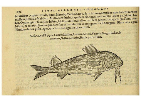 Reproducción/Reproduction 6418699585: Petri Bellonii Cenomani De aquatilibus, libri duo cum [epsilon, iota] conibus ad viuam ipsorum effigiem, quoad eius fieri potuit, expressis ... Parisiis,Apud C. Stephanum,1553