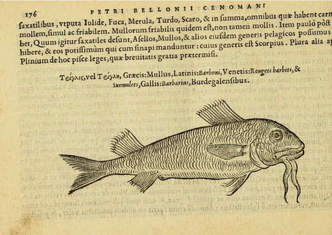 Reproducción/Reproduction 6418699585: Petri Bellonii Cenomani De aquatilibus, libri duo cum [epsilon, iota] conibus ad viuam ipsorum effigiem, quoad eius fieri potuit, expressis ... Parisiis,Apud C. Stephanum,1553