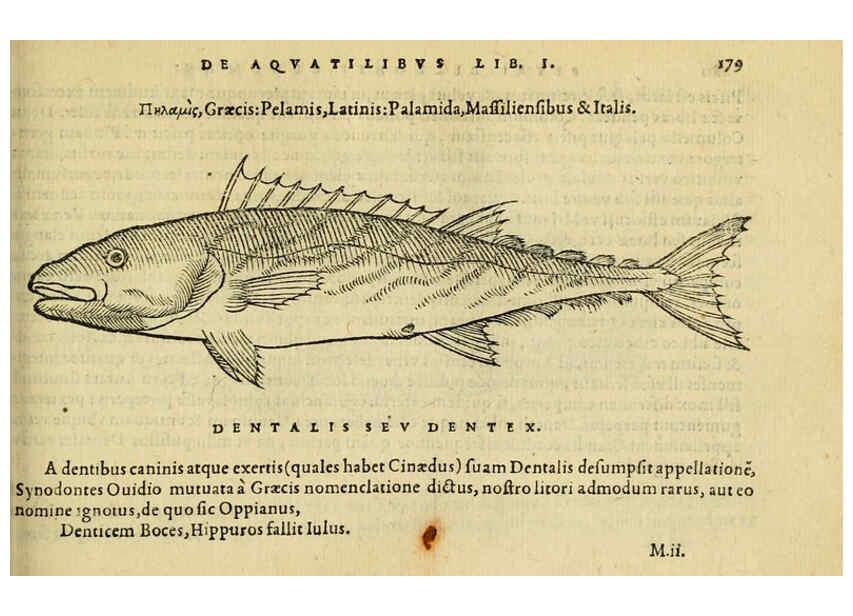 Reproducción/Reproduction 6418700095: Petri Bellonii Cenomani De aquatilibus, libri duo cum [epsilon, iota] conibus ad viuam ipsorum effigiem, quoad eius fieri potuit, expressis ... Parisiis,Apud C. Stephanum,1553