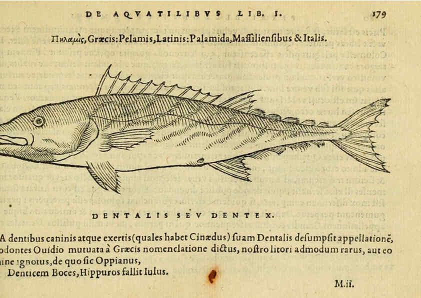 Reproducción/Reproduction 6418700095: Petri Bellonii Cenomani De aquatilibus, libri duo cum [epsilon, iota] conibus ad viuam ipsorum effigiem, quoad eius fieri potuit, expressis ... Parisiis,Apud C. Stephanum,1553