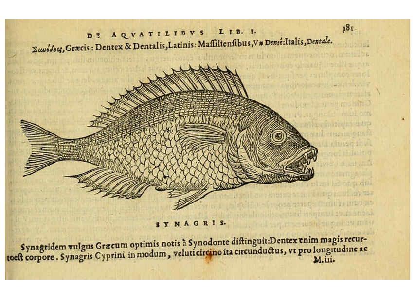 Reproducción/Reproduction 6418700567: Petri Bellonii Cenomani De aquatilibus, libri duo cum [epsilon, iota] conibus ad viuam ipsorum effigiem, quoad eius fieri potuit, expressis ... Parisiis,Apud C. Stephanum,1553