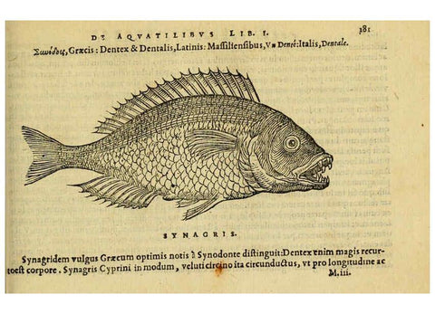 Reproducción/Reproduction 6418700567: Petri Bellonii Cenomani De aquatilibus, libri duo cum [epsilon, iota] conibus ad viuam ipsorum effigiem, quoad eius fieri potuit, expressis ... Parisiis,Apud C. Stephanum,1553