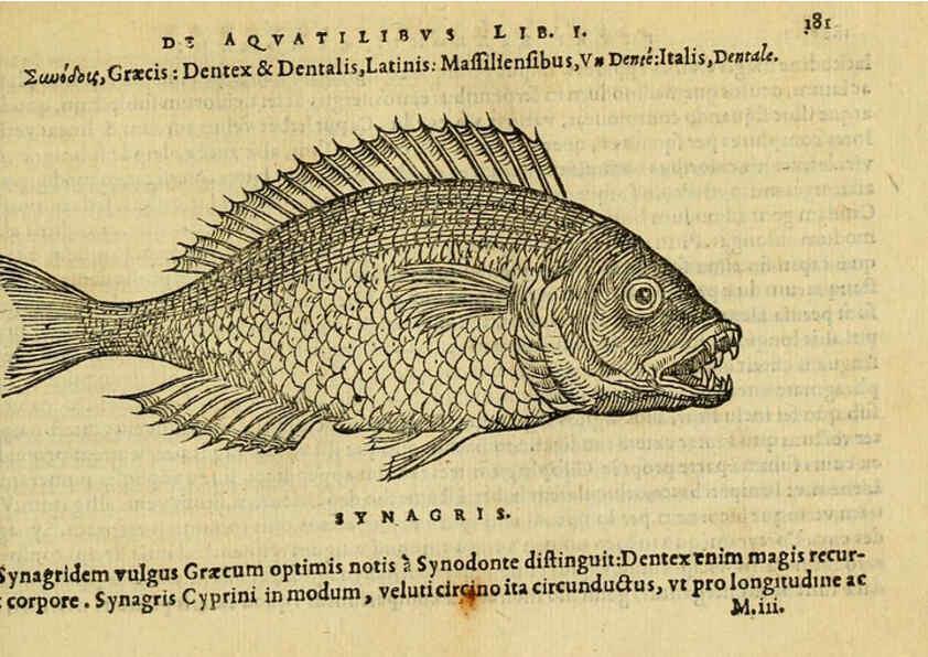 Reproducción/Reproduction 6418700567: Petri Bellonii Cenomani De aquatilibus, libri duo cum [epsilon, iota] conibus ad viuam ipsorum effigiem, quoad eius fieri potuit, expressis ... Parisiis,Apud C. Stephanum,1553