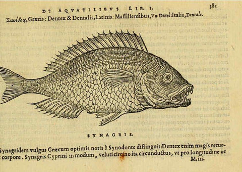 Reproducción/Reproduction 6418700567: Petri Bellonii Cenomani De aquatilibus, libri duo cum [epsilon, iota] conibus ad viuam ipsorum effigiem, quoad eius fieri potuit, expressis ... Parisiis,Apud C. Stephanum,1553
