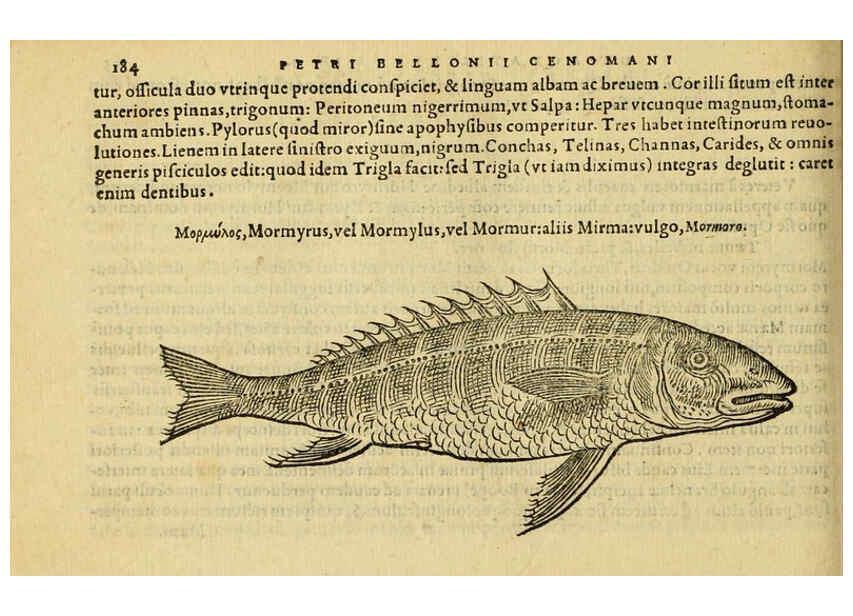 Reproducción/Reproduction 6418700859: Petri Bellonii Cenomani De aquatilibus, libri duo cum [epsilon, iota] conibus ad viuam ipsorum effigiem, quoad eius fieri potuit, expressis ... Parisiis,Apud C. Stephanum,1553