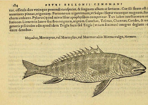 Reproducción/Reproduction 6418700859: Petri Bellonii Cenomani De aquatilibus, libri duo cum [epsilon, iota] conibus ad viuam ipsorum effigiem, quoad eius fieri potuit, expressis ... Parisiis,Apud C. Stephanum,1553