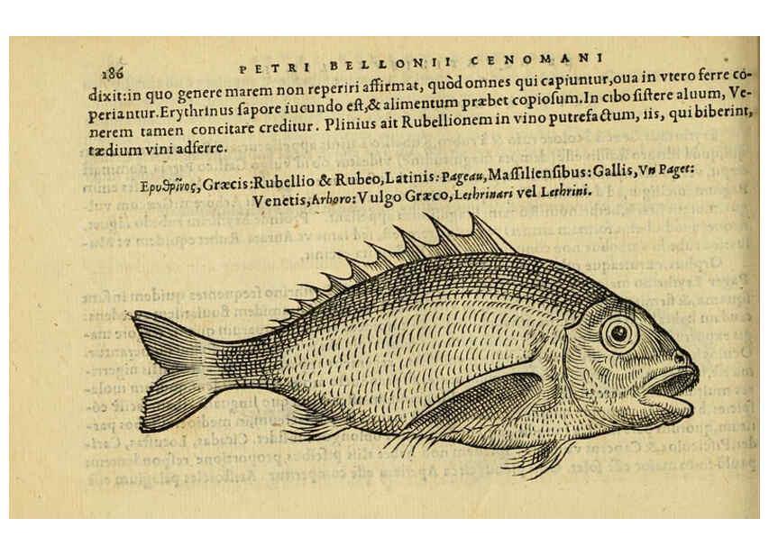 Reproducción/Reproduction 6418701315: Petri Bellonii Cenomani De aquatilibus, libri duo cum [epsilon, iota] conibus ad viuam ipsorum effigiem, quoad eius fieri potuit, expressis ... Parisiis,Apud C. Stephanum,1553