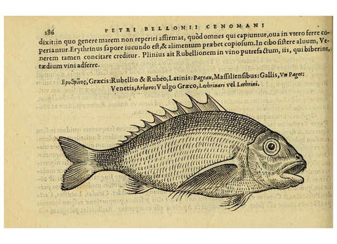 Reproducción/Reproduction 6418701315: Petri Bellonii Cenomani De aquatilibus, libri duo cum [epsilon, iota] conibus ad viuam ipsorum effigiem, quoad eius fieri potuit, expressis ... Parisiis,Apud C. Stephanum,1553